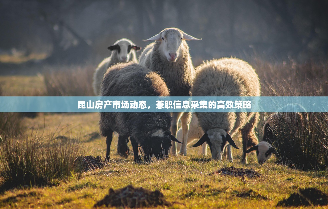 昆山房产市场动态，兼职信息采集的高效策略