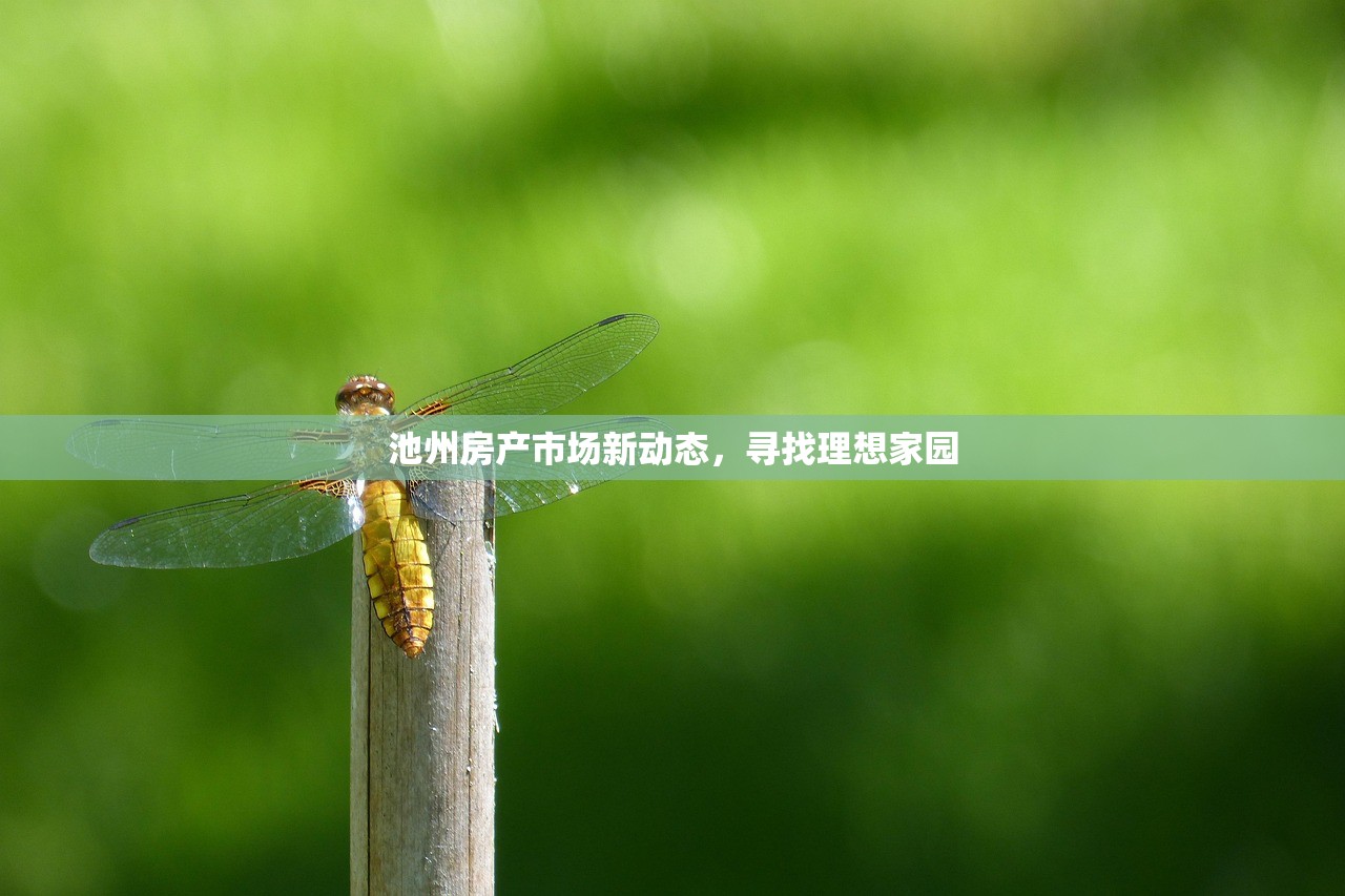 青岛房产市场深度解析，搜房网青岛房产信息网的全面探索